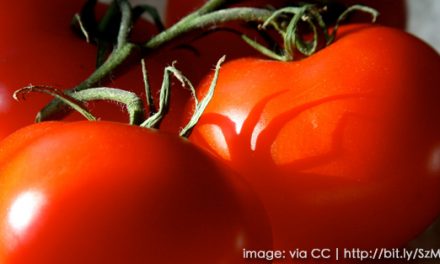 Grow Your Own Tomatoes