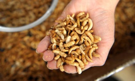 聯合國鼓勵吃蟲解決糧食不足問題