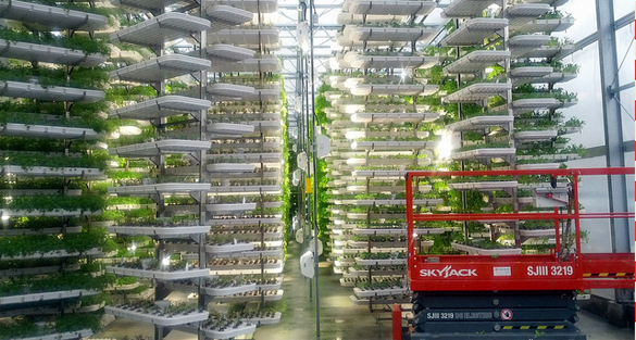 Rooftop farms – the future of agriculture?