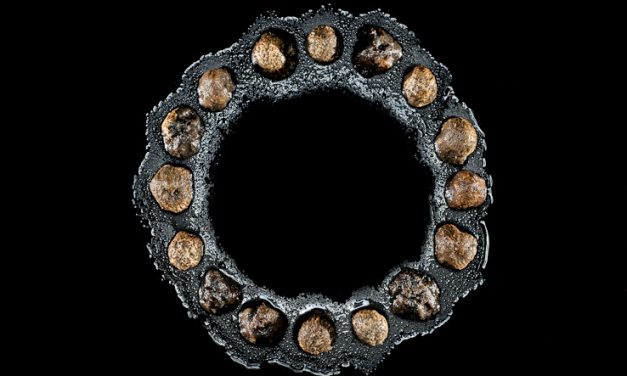 BUTTON MUSHROOMS 蘑菇