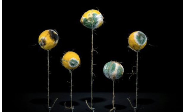 An Exhibition tells the Real Meaning of Food@On.cc