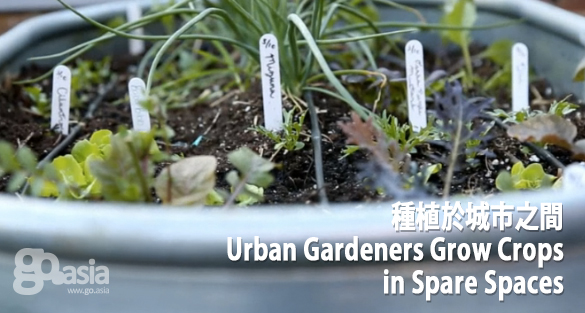 Urban Gardeners Grow Crops in Spare Spaces