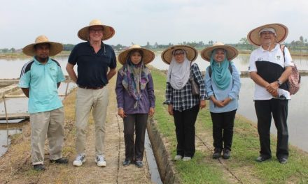 防‧蟲‧稻 –  馬來西亞學者成功研發有機全效防蟲藥